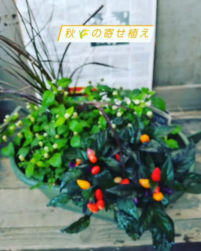 秋ですよ❗️ 秋苗を入荷しましたよ‼️