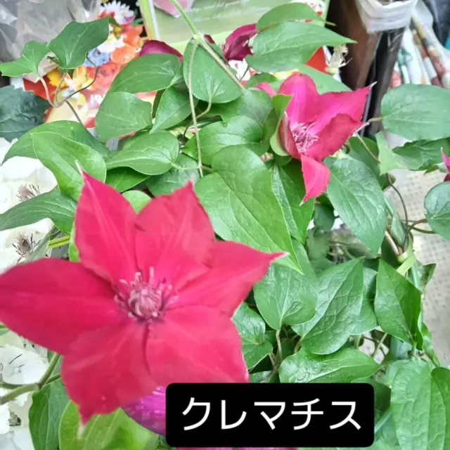 店舗からのお知らせ
